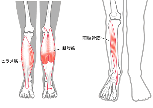 腓腹筋　前脛骨筋